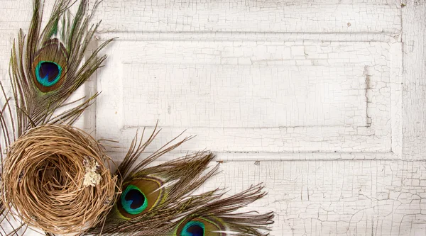 Peacock feathers and a nest on a antique door — Stock Photo, Image