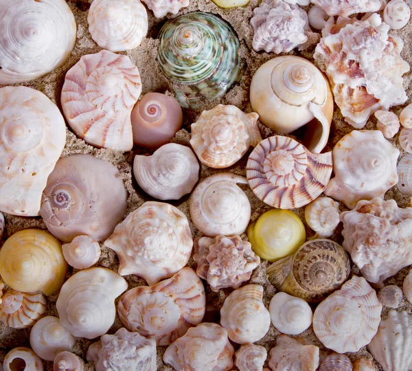 Spiral shells for background — Stock Photo, Image