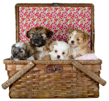 Shih -Tzu Puppies in a picnic basket clipart