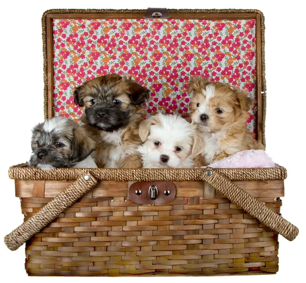 Filhotes de cachorro Shih-Tzu em uma cesta de piquenique — Fotografia de Stock