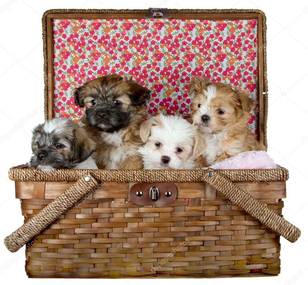 Shih -Tzu Puppies in a picnic basket