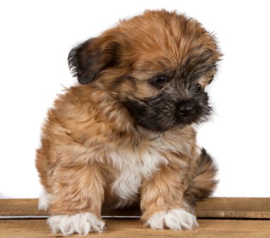 Cute brown puppy looking to the side clipart