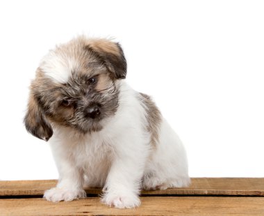 A puppy with a puzzled look clipart