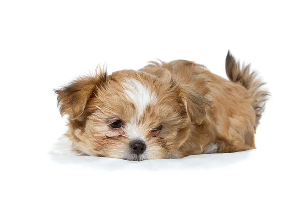 Симпатичный коричневый и белый щенок, лежащий в изоляции — стоковое фото