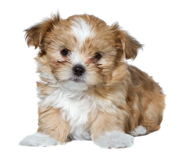 Симпатичный коричневый и белый щенок изолирован — стоковое фото