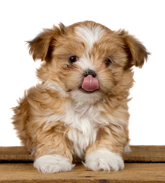 Seekor anak anjing lucu menjilati hidungnya — Stok Foto