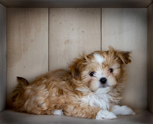 Um filhote de cachorro marrom bonito deitado — Fotografia de Stock