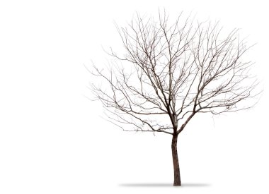 A barren tree on a white background clipart