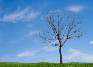 A barren tree with a blue sky and grass clipart