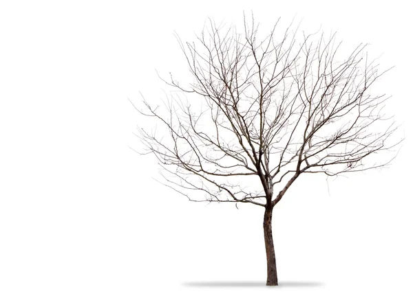 Бесплодное дерево на белом фоне — стоковое фото