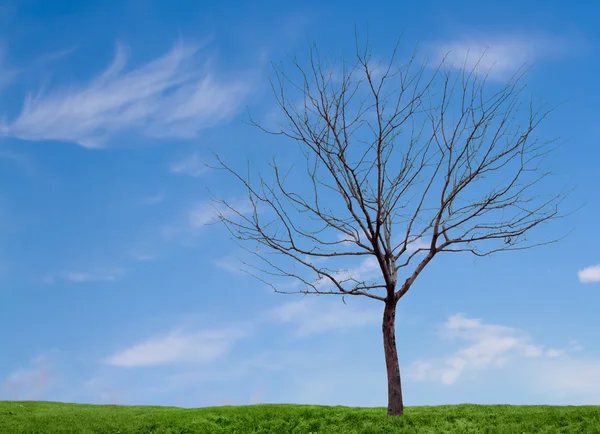 Un albero arido con un cielo blu ed erba — Foto Stock