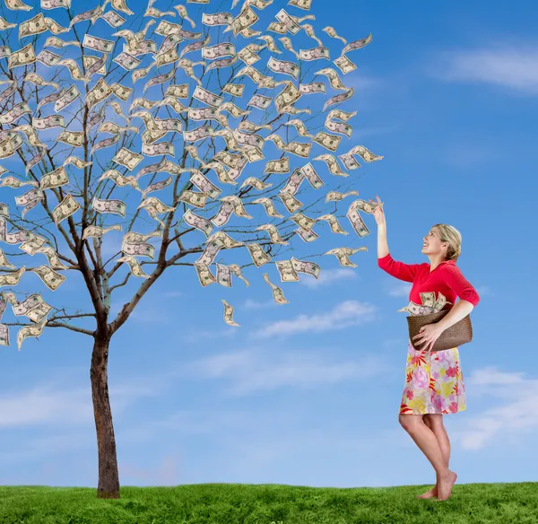 A woman reaching up picking money off a tree — Stock Photo, Image