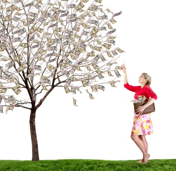Μια γυναίκα φτάνει να πάρει χρήματα από ένα δέντρο σε λευκό φόντο — Φωτογραφία Αρχείου