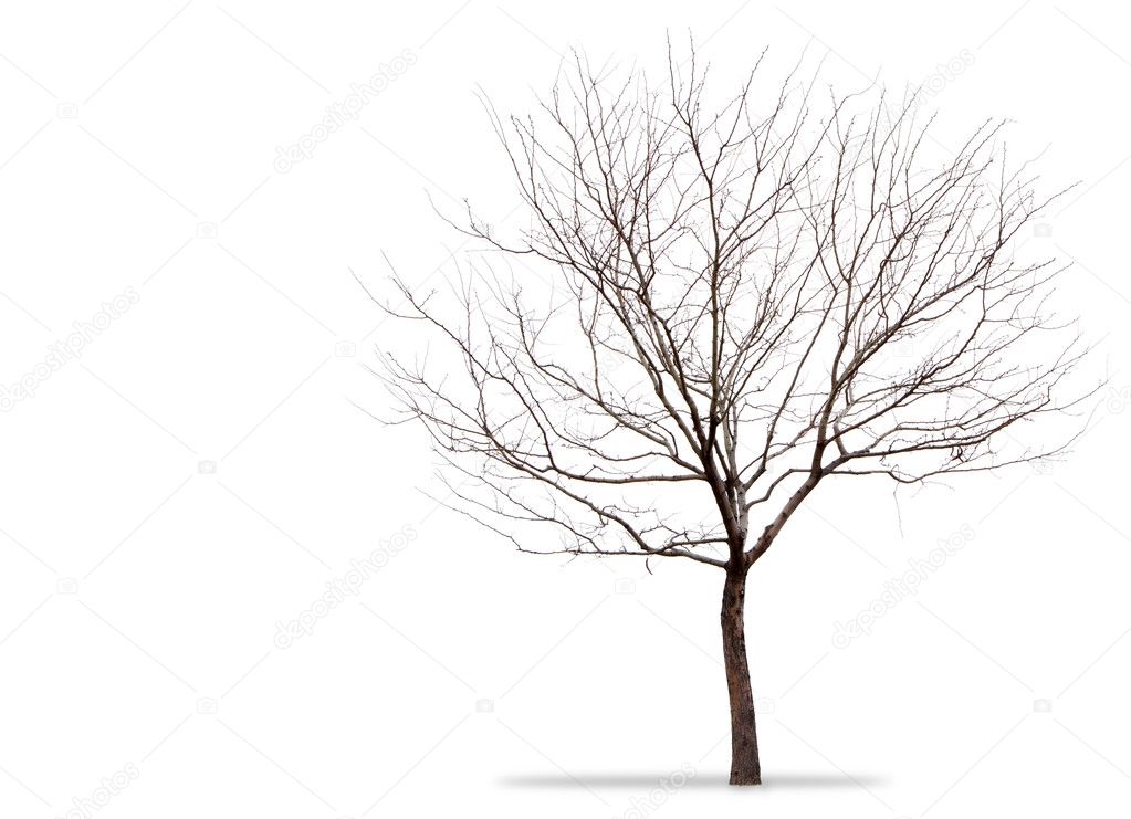 A barren tree on a white background — Stock Photo © sjhuls #8853230