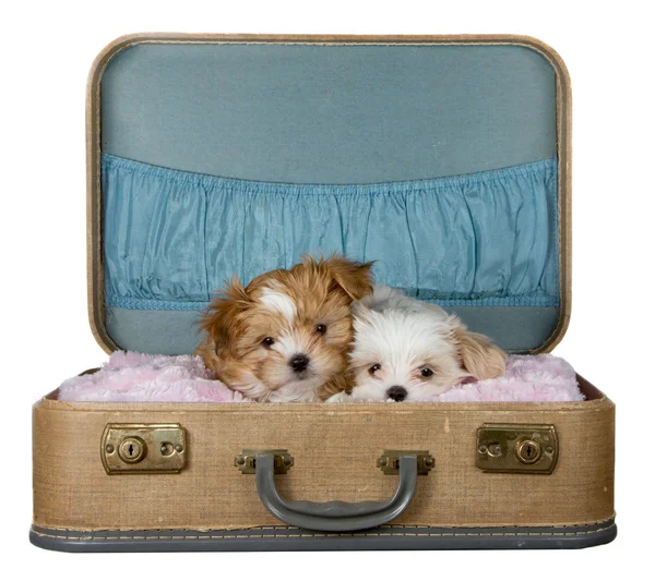 Два маленьких щенка в винтажном чемодане — стоковое фото