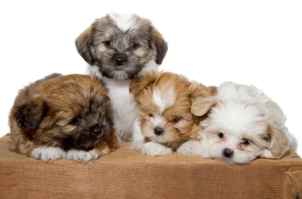 Empat anak anjing di atas papan kayu — Stok Foto