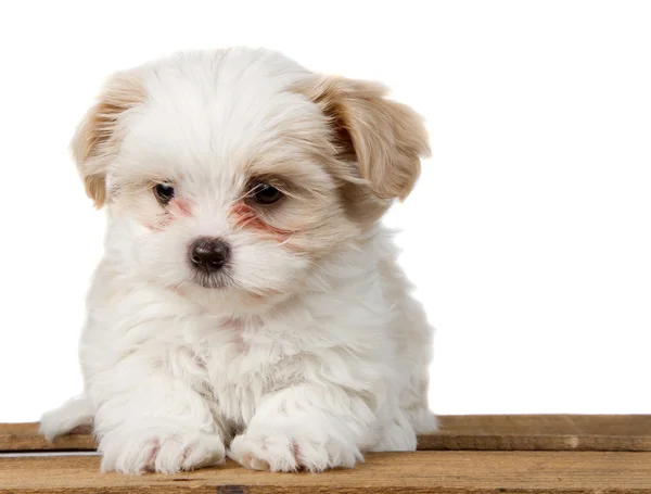 Pequeno cachorro branco sentado em uma prancha — Fotografia de Stock
