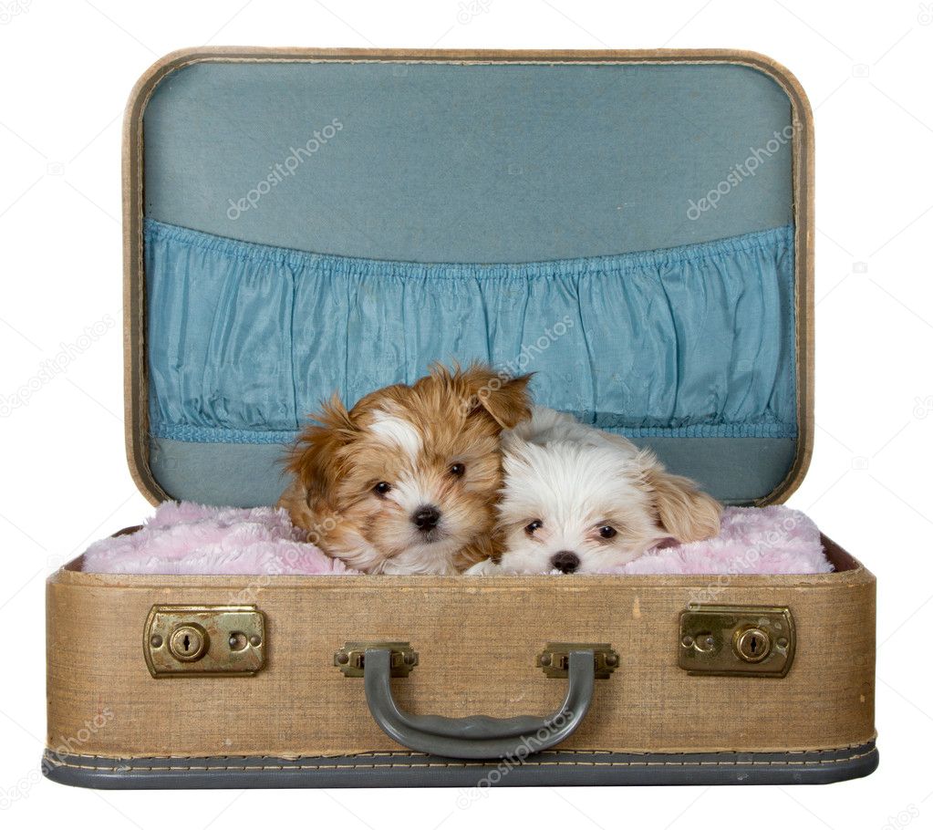 Two small puppies in a vintage suitcase