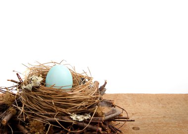 Beyaz bir arka plan ile bir yuvaya tek mavi Paskalya yortusu yumurta
