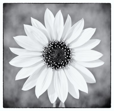 siyah beyaz vahşi ayçiçeği