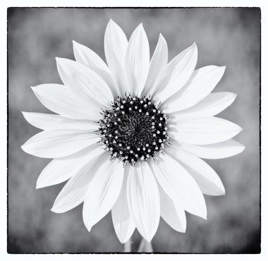 Wild sunflower in black and white clipart