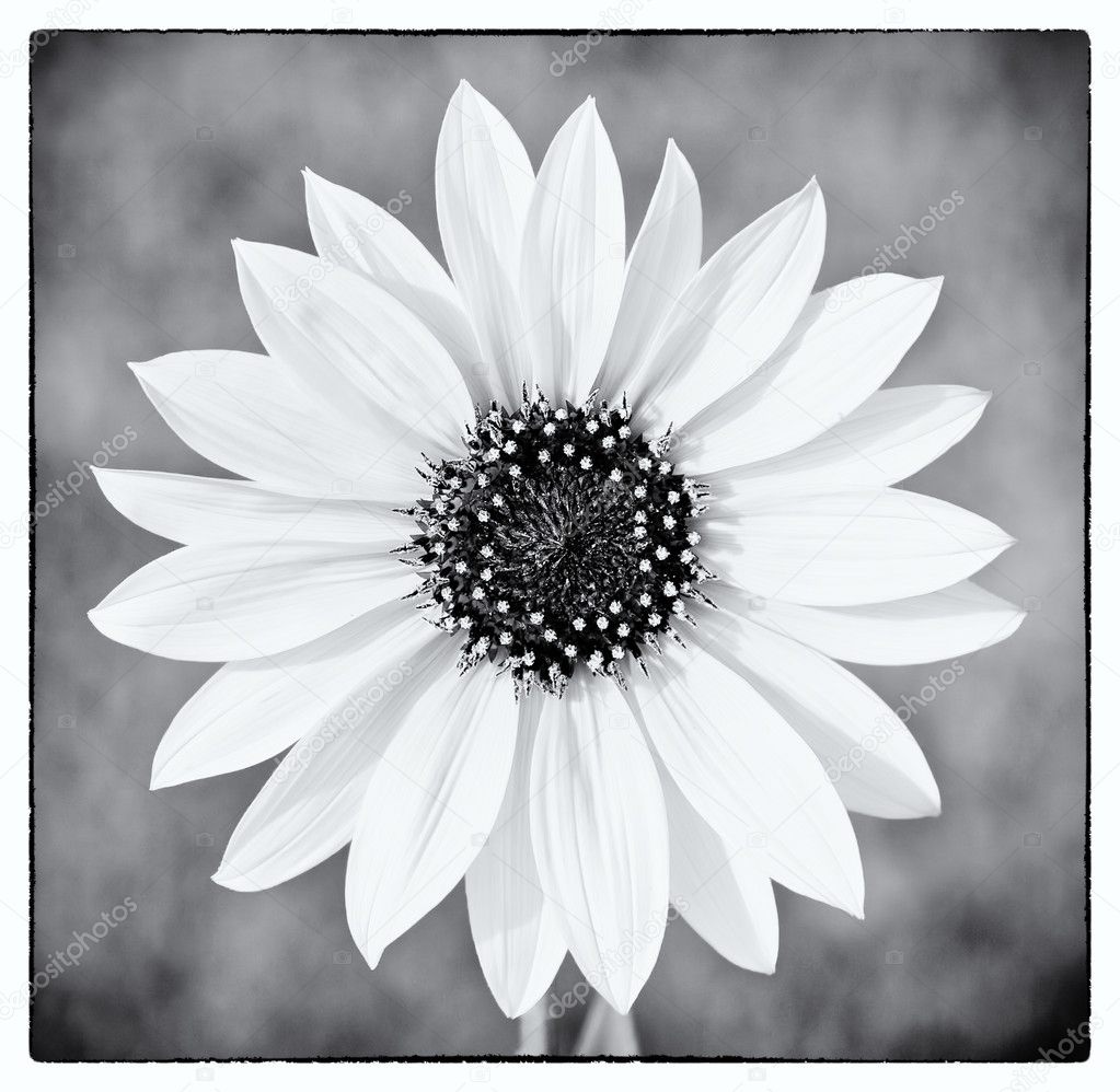 Wild sunflower in black and white