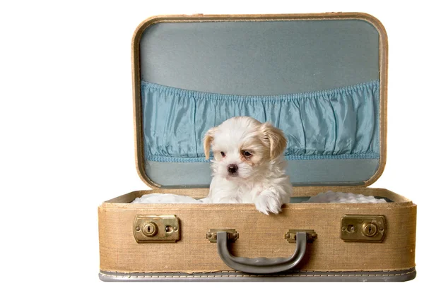 Cãozinho minúsculo em uma mala vintage — Fotografia de Stock