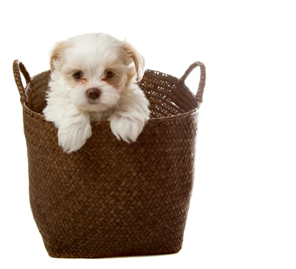 Белый щенок в корзине — стоковое фото