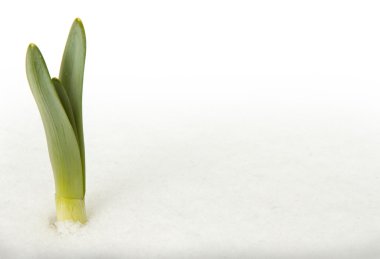 Green leaves emerging through the snow clipart