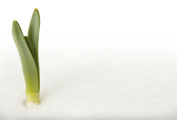 Kar üzerinden çıkan yeşil yaprakları — Stok fotoğraf