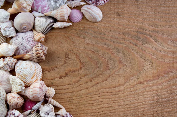Conchas do mar em um fundo de madeira — Fotografia de Stock