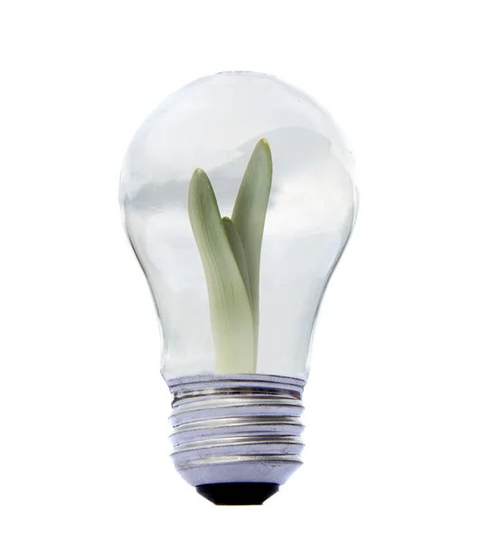 A plant growing inside a lightbulb isolated — Stock Photo, Image