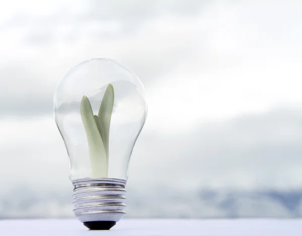 A plant growing inside a lightbulb — Stock Photo, Image