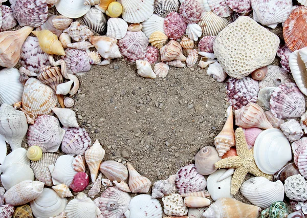 Conchas do mar em forma de coração — Fotografia de Stock
