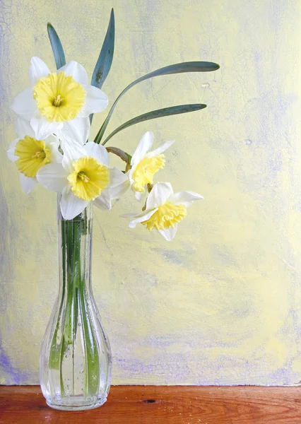 Daffodil still life — Stock Photo, Image