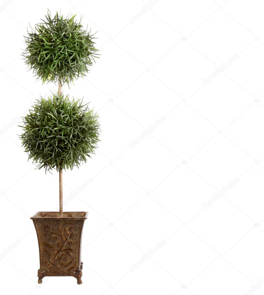 Double ball topiary isolated on white