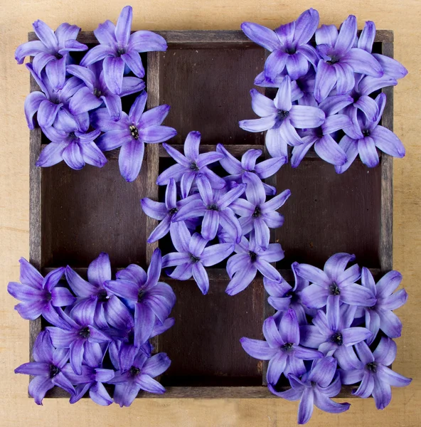 ヒヤシンスの花ボックス — ストック写真