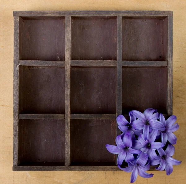 Flores de jacinto solas en una caja de madera —  Fotos de Stock
