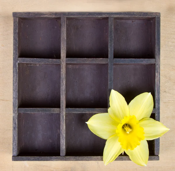 Daffodile único na caixa de impressoras — Fotografia de Stock