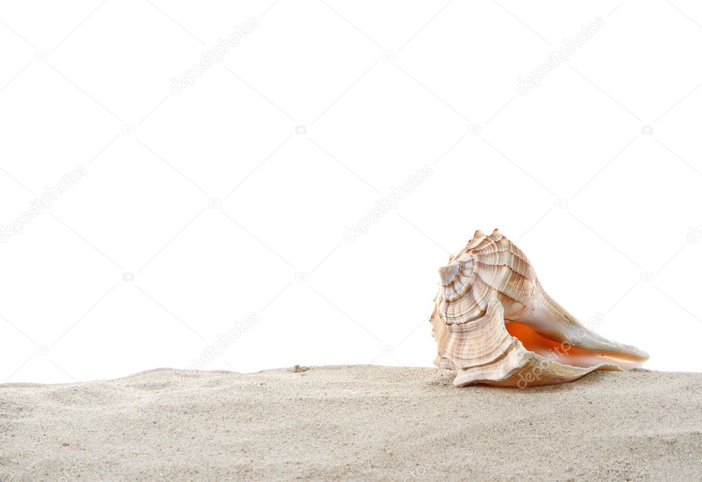 Single Conch sea shell on sand