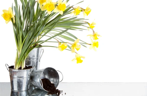 Daffodil still life growing in metal pots — Stock Photo, Image