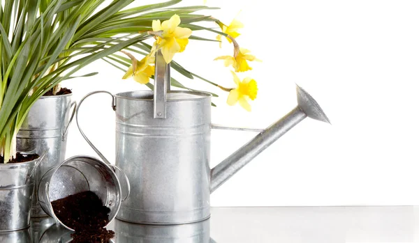 Daffodil and watercan still life — Stock Photo, Image