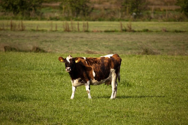 stock image Cow on pasture