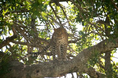 bir ağaçta leopar