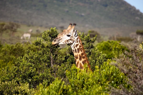 stock image Giraffe