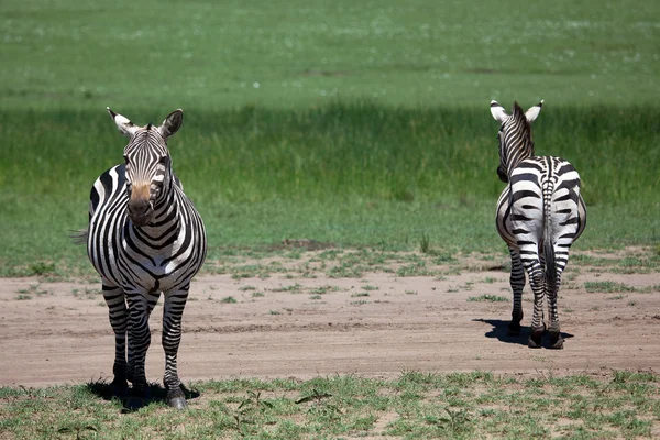 Two zebra — Stok fotoğraf