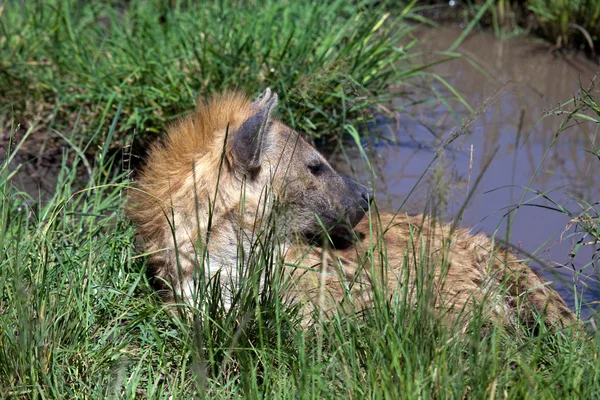 stock image Hyena resting