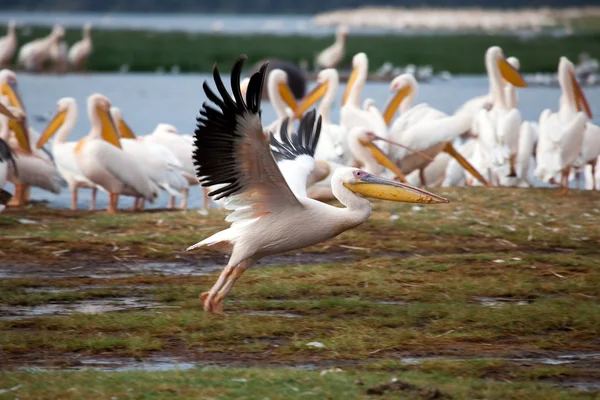 stock image Pelicans