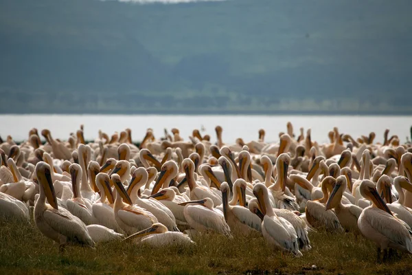 stock image Pelicans