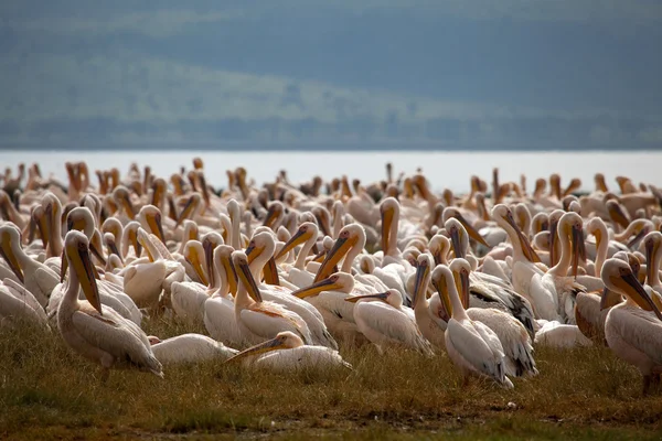 stock image Pelicans